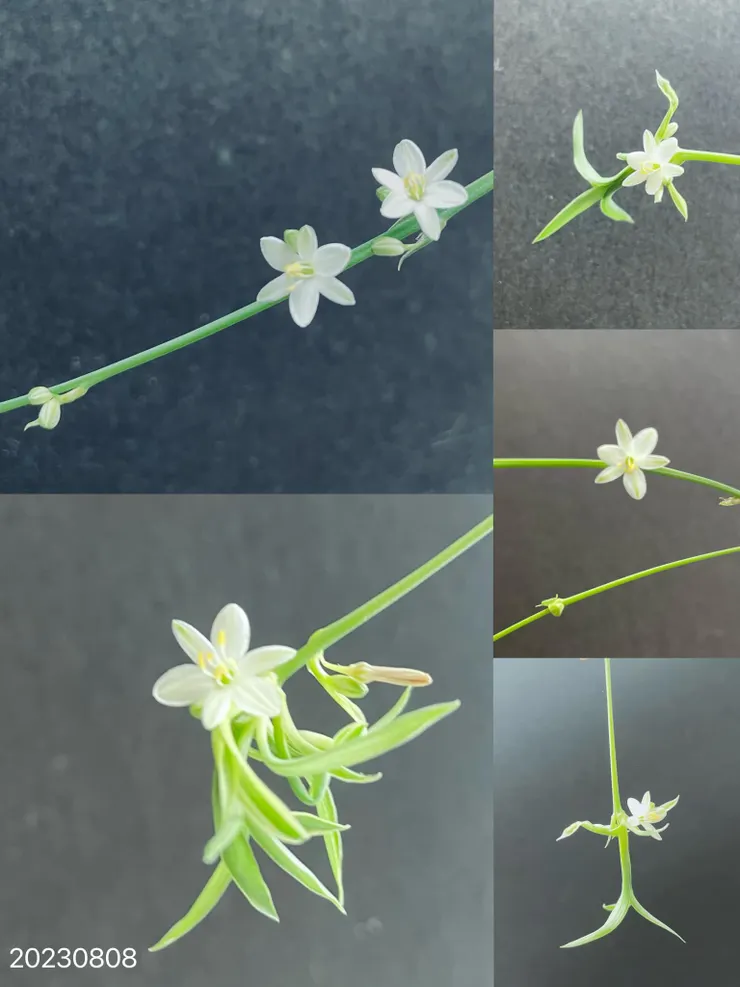 爸爸給我的訊息