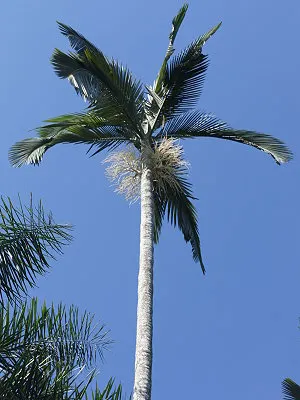 src
