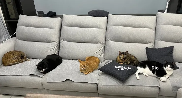 玳瑁妹妹曾奉姊命陪病中的Dio睡客廳(Dio姊姊提供)