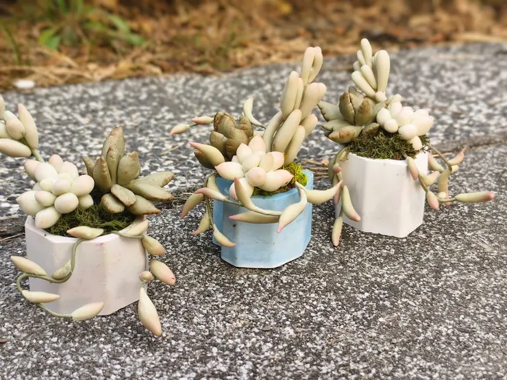 加碼教學製作可以擴香的石膏盆器，增加作品的實用程度