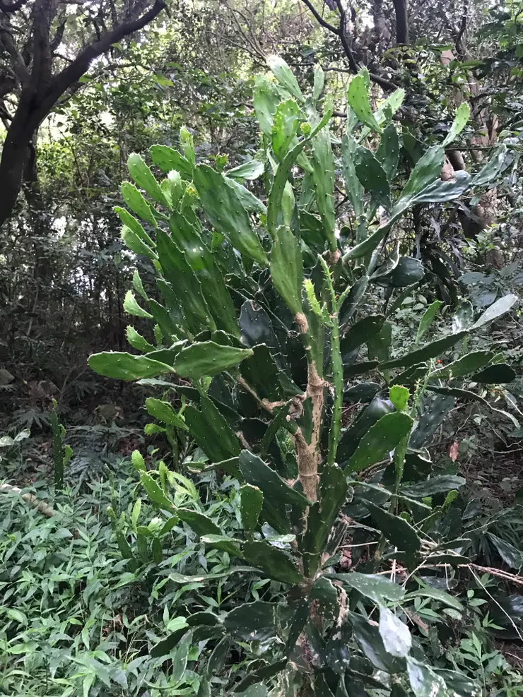 觀音山因長年受強勁海風吹襲，可發現仙人掌等多肉耐旱植物植物