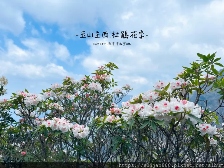 【玉山主峰西峰.兩天兩夜】冷到爆炸的玉山主峰賞雲海/一直走花