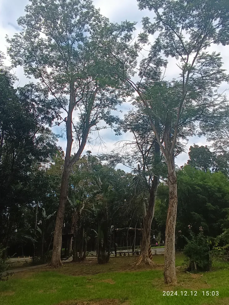 摩鹿加合歡，台灣當時引植後因少開發價值，今少矣