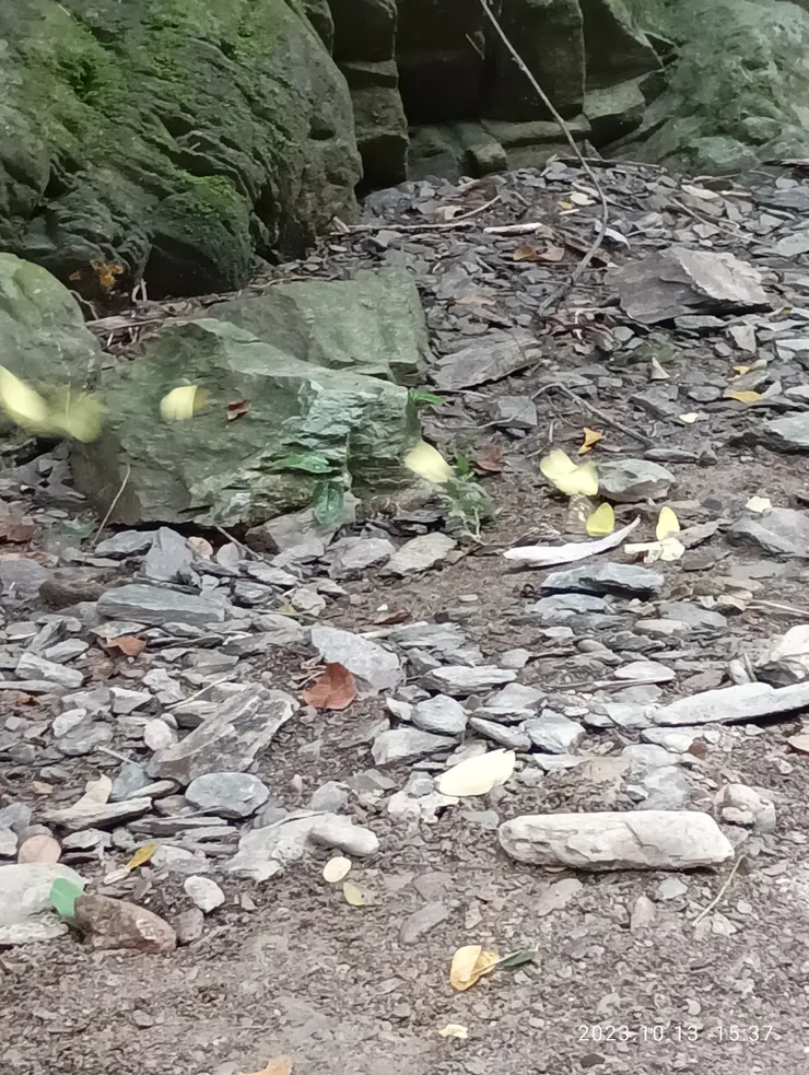 同上，遇黃蛺蝶群