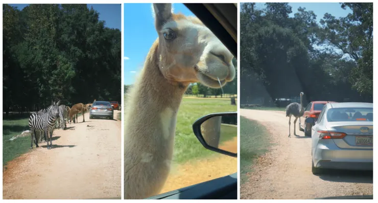 最後我們真的沒有飼料可以餵了,拜託各位大哥大姐放過我們吧~