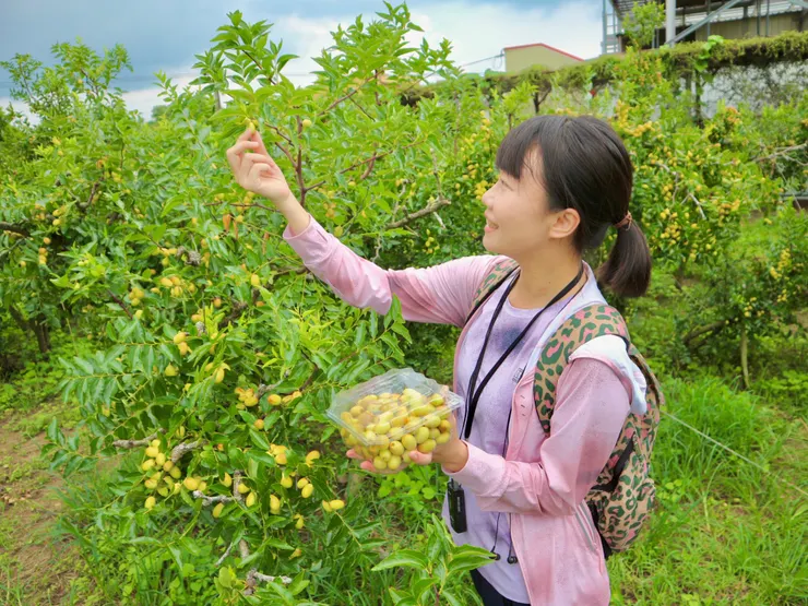 全台唯一紅棗生產地，就在苗栗公館