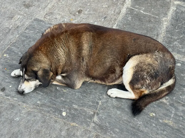 路邊的懶狗不受遊客的干擾，安然做白日大夢！