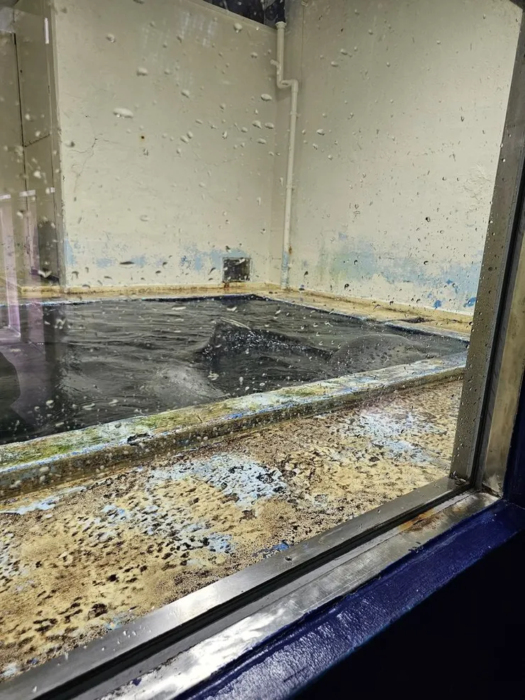 海豹在小水槽裡轉圈圈，不過拍不太出來