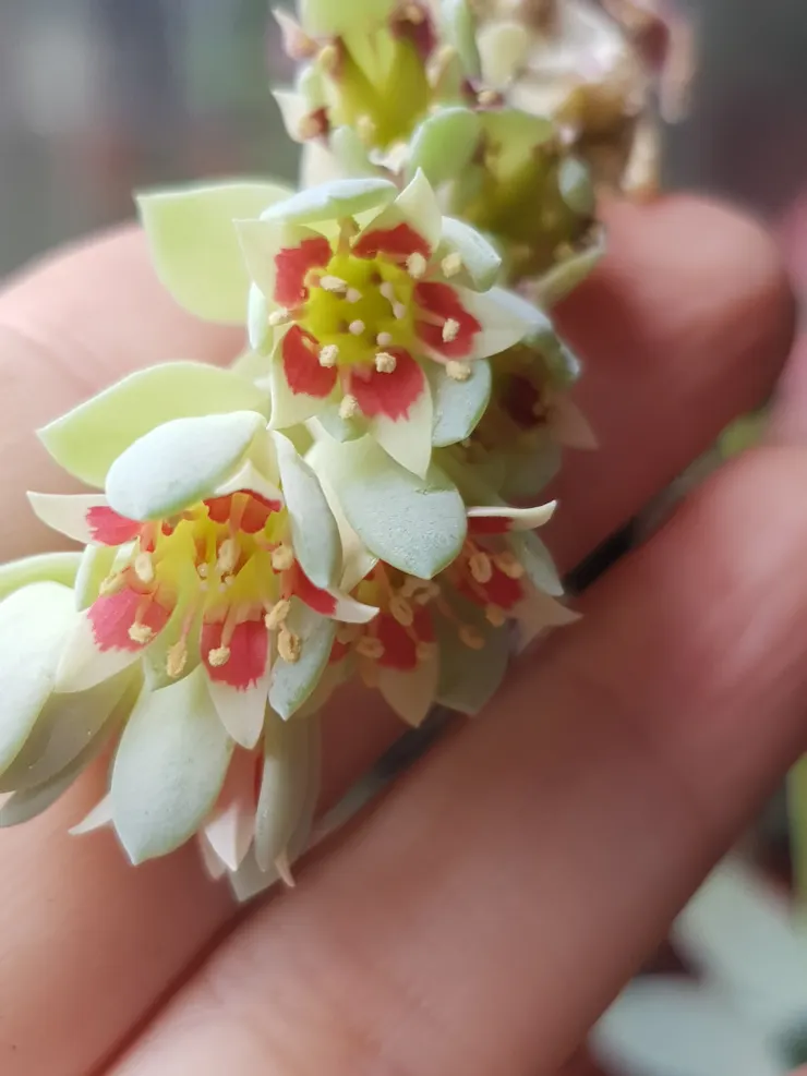 大家都說多肉難渡夏！但是我的多肉開花了！好美！攝於2023.6月【小倉鼠的花園筆記】