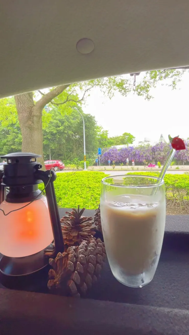 桃園市大溪區 #貓打番多肉幸福花園 的圍牆栅架大片的「#大花錫葉藤」盛開! 📸 拍攝日期:115/4/17