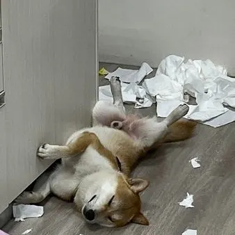 可不可以每次拆完家後，不要躺著露鳥