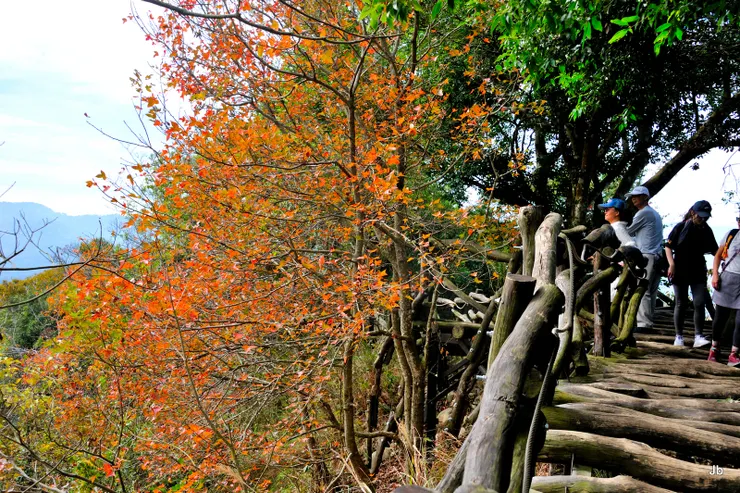 守候陽光拍攝道旁群楓 節氣變今年不比去年紅
