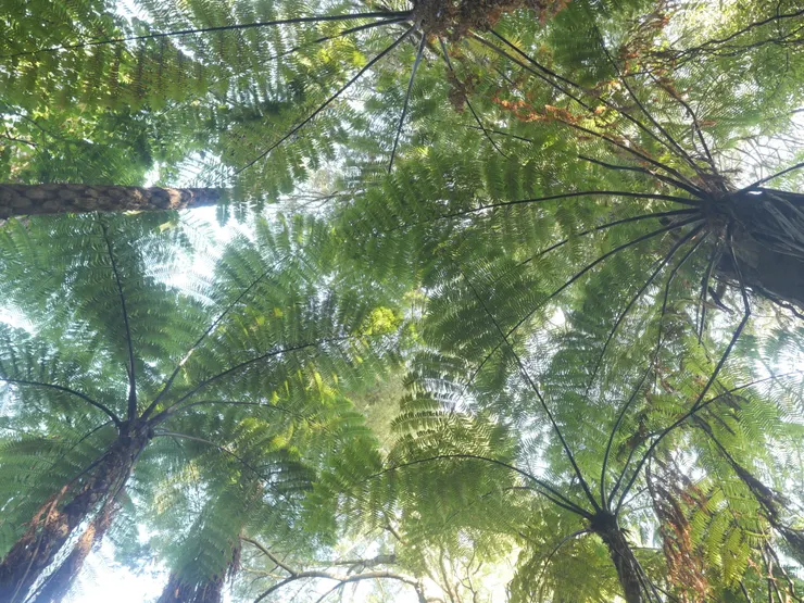 紐西蘭的象徵「銀蕨」，是高聳入雲的樹蕨。
