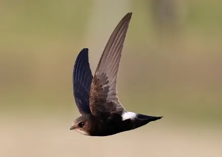 圖源：The Avifauna of Hong Kong