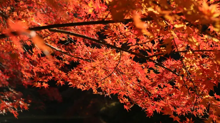 小石川後樂園裡其中一個湖旁的楓葉