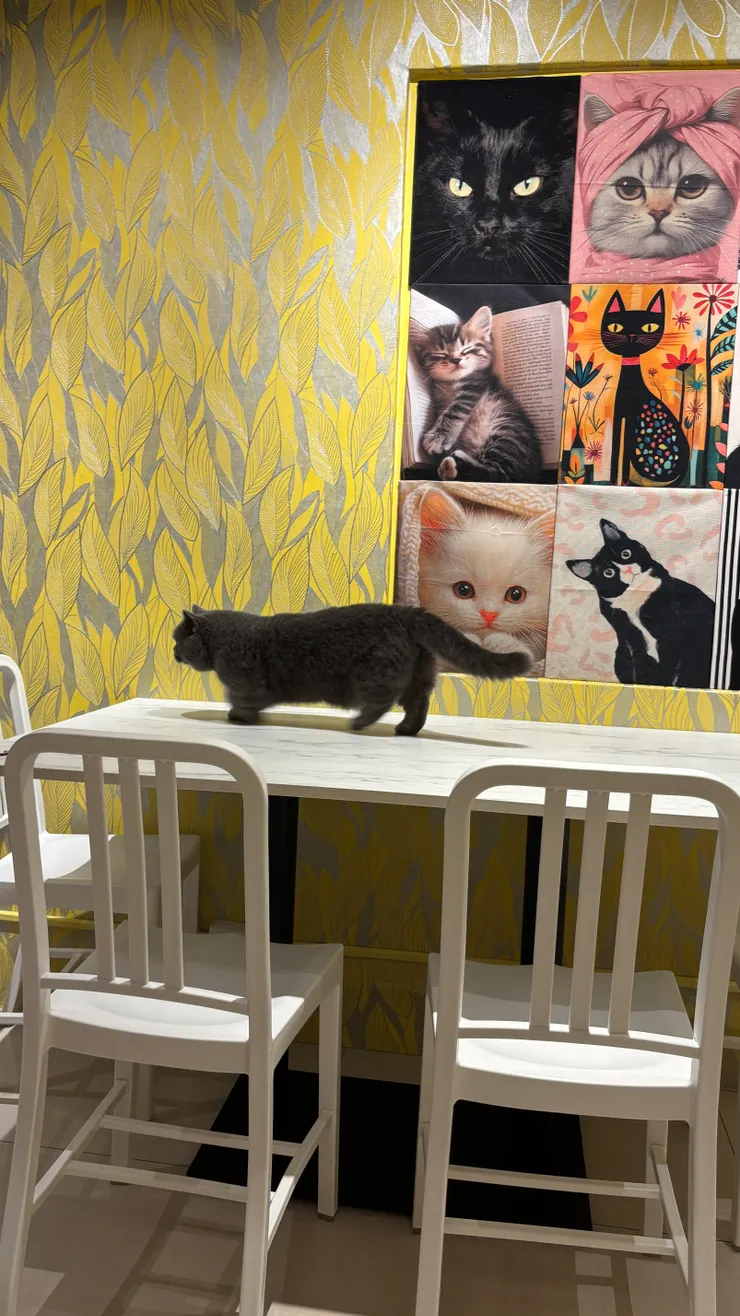 喵喵有約｜小短腿跳跳