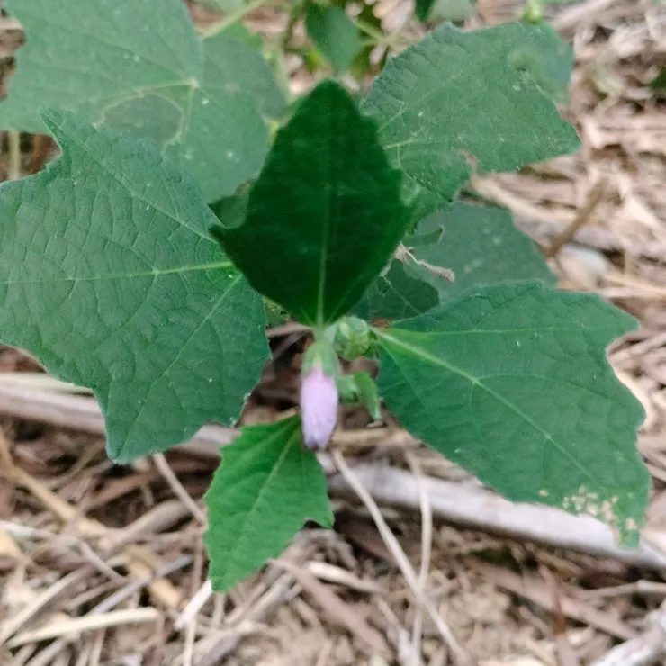 紅花的地桃花為野外自然生長