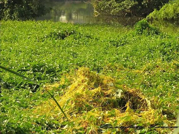 纏縛在空心菜裡的菟絲