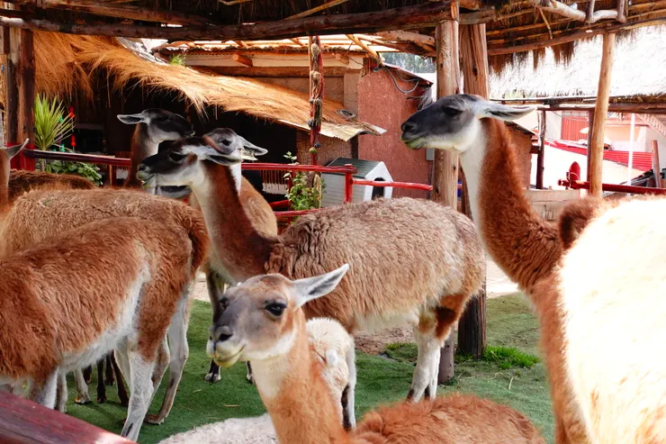 在庫斯科的羊駝養育中心看到的一種羊駝。