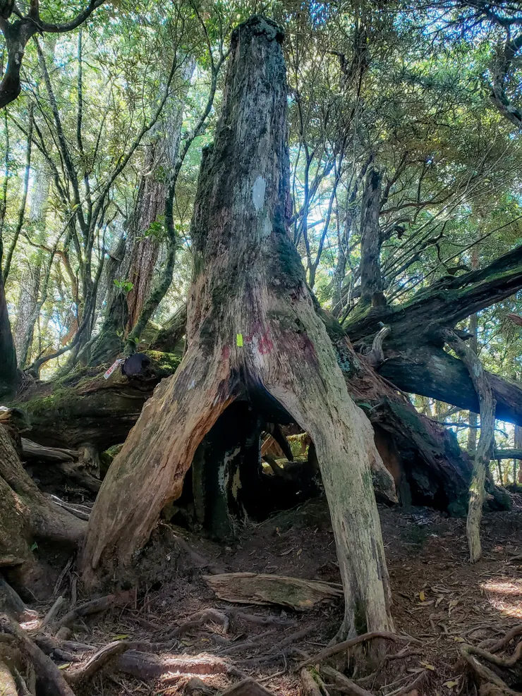 很適合玩捉迷藏