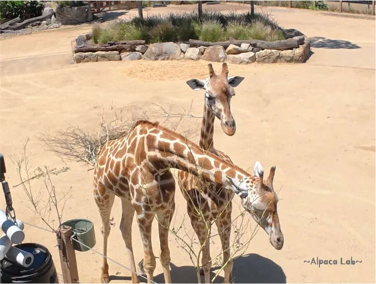 Taronga Zoo 雪梨，25/12/3，小長頸鹿超可愛🦒