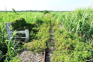 橋南部分的草比較多(向北拍)