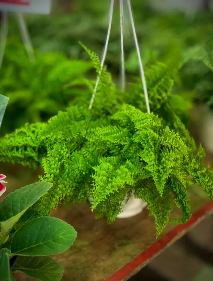 我喜歡波士頓腎蕨