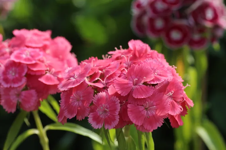 石竹花經常被繡在古代仕女貴重的絲質衣服上。古人詩詞經常把石竹花與美人、羅衣一起聯繫起來吟詠。