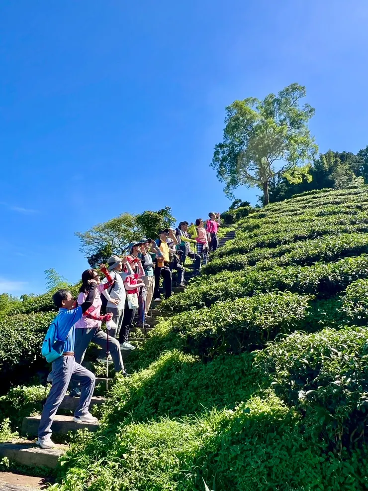 晴朗的天空 青翠的茶園