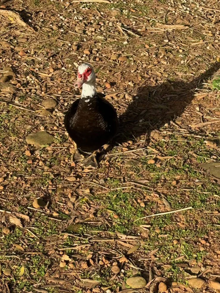 2025/12/22 散步遇到鴨子