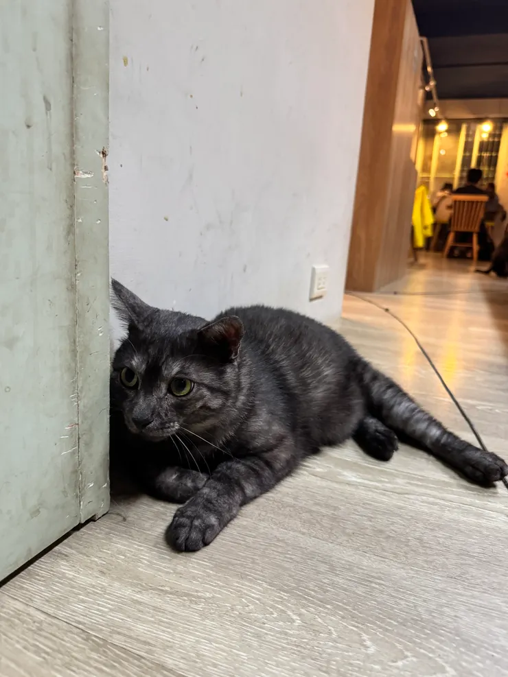 很後來才現身的貓貓