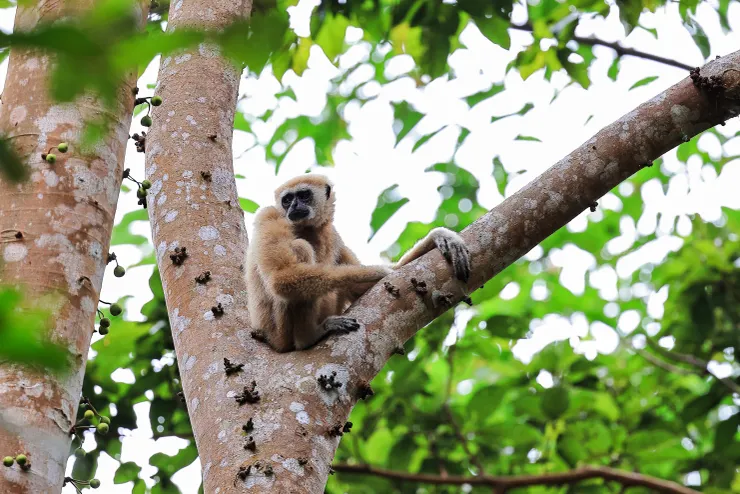 坐在大樹樹叉的白掌長臂猿