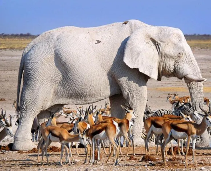 仔細看裡面有隻「黑白兩道」的斑馬