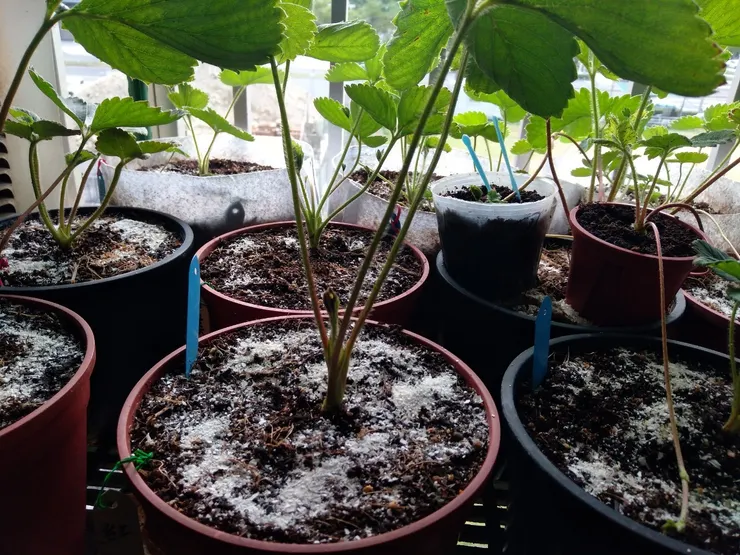 蛋殼磨成粉作有機肥料也可充當下雪景象