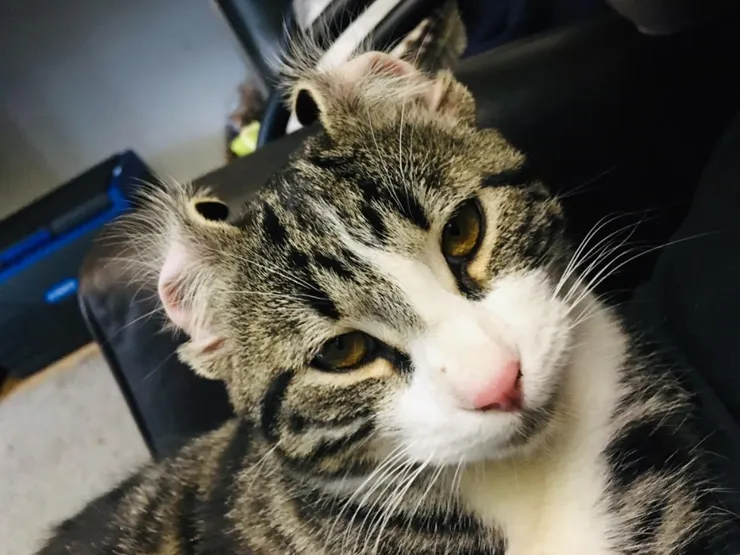 當時的表情示意圖