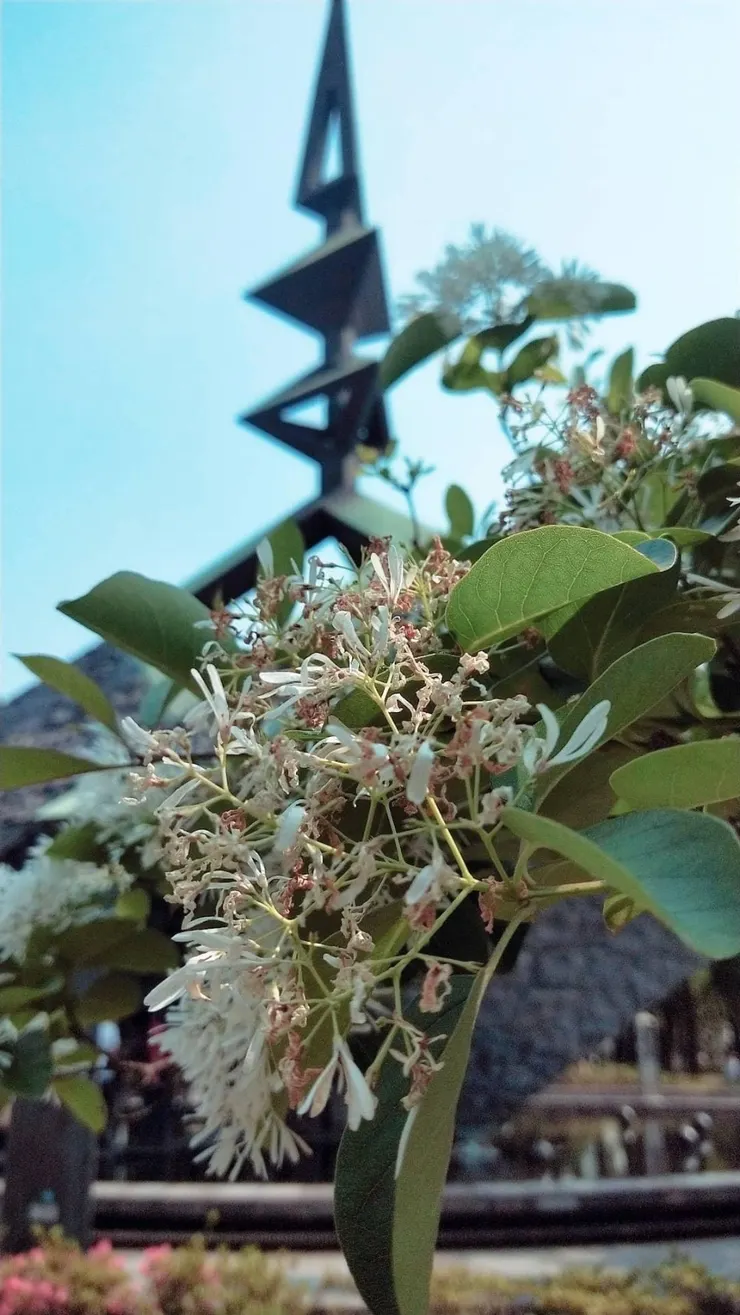 霉女拍攝於228和平公園