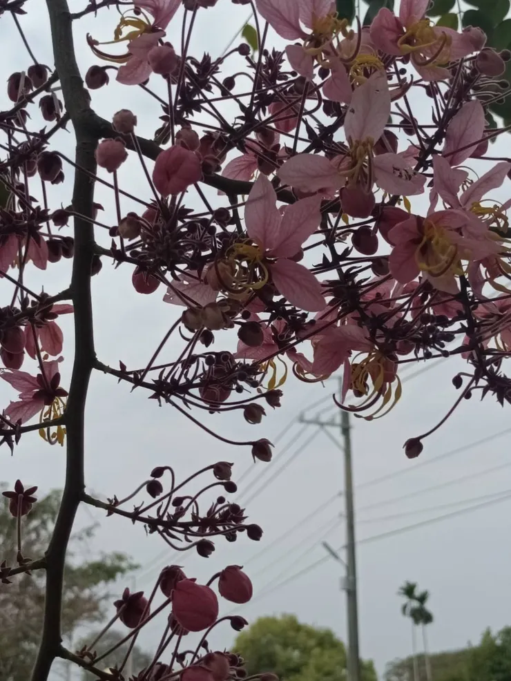 沿路看花,就是爽