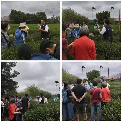 東方美人茶茶園導覽