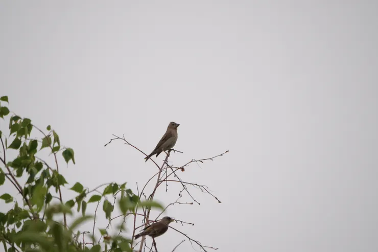 一樹兩鳥，上面是普通朱雀，下面是金翅鳥