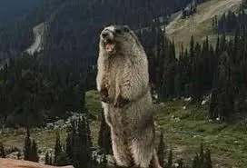 大家的圖片有聲音嗎？