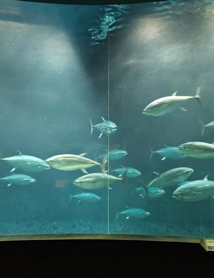葛西臨海水族館的特色是巨大的鮪魚水族箱