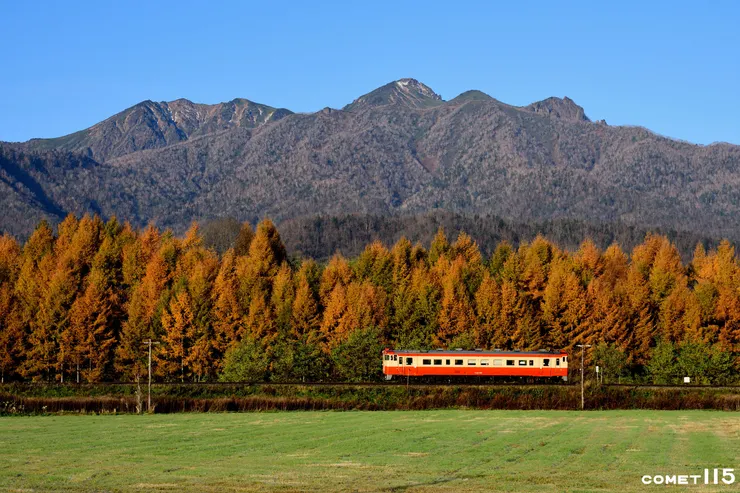 整排的落羽松加上蘆別岳,剛好來的還是國鐵色復刻塗裝的普通車(攝影座標:43.226037,142.371707)