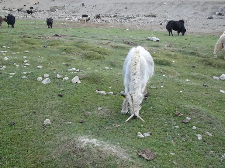 草地上有隻髦牛吻部綁著突出物（交叉狀木條），從游牧人得知，這是年幼的髦牛。當牠們靠近母髦牛時，木條會妨礙牠們靠近乳頭，慢慢地無法喝奶而達到斷奶的目的。