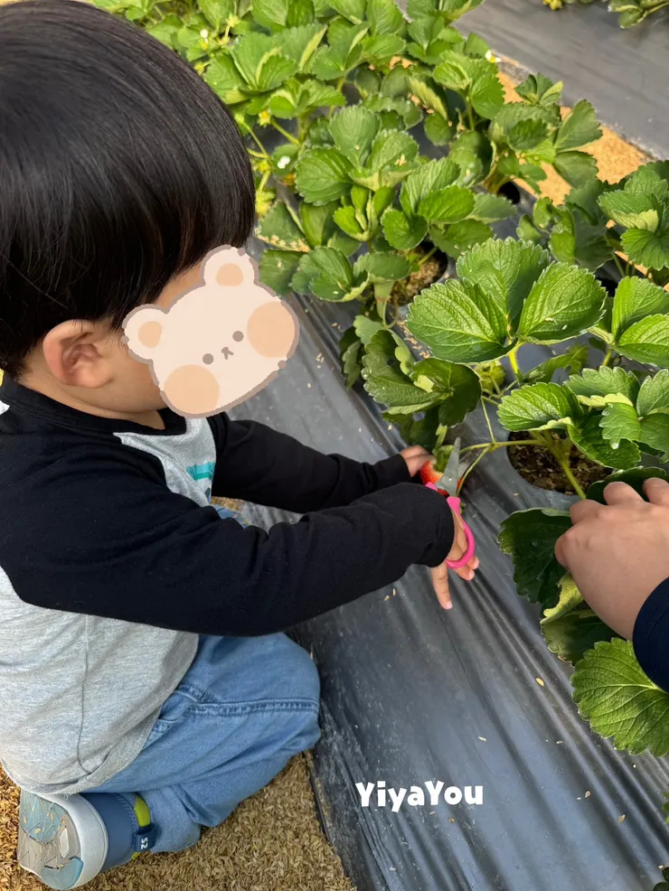 原本以為他撿了一顆後就不想剪了，結果每顆他都積極表示要自己剪，越剪越好越來越有架勢。