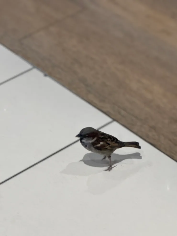 一起上班兩週的麻雀