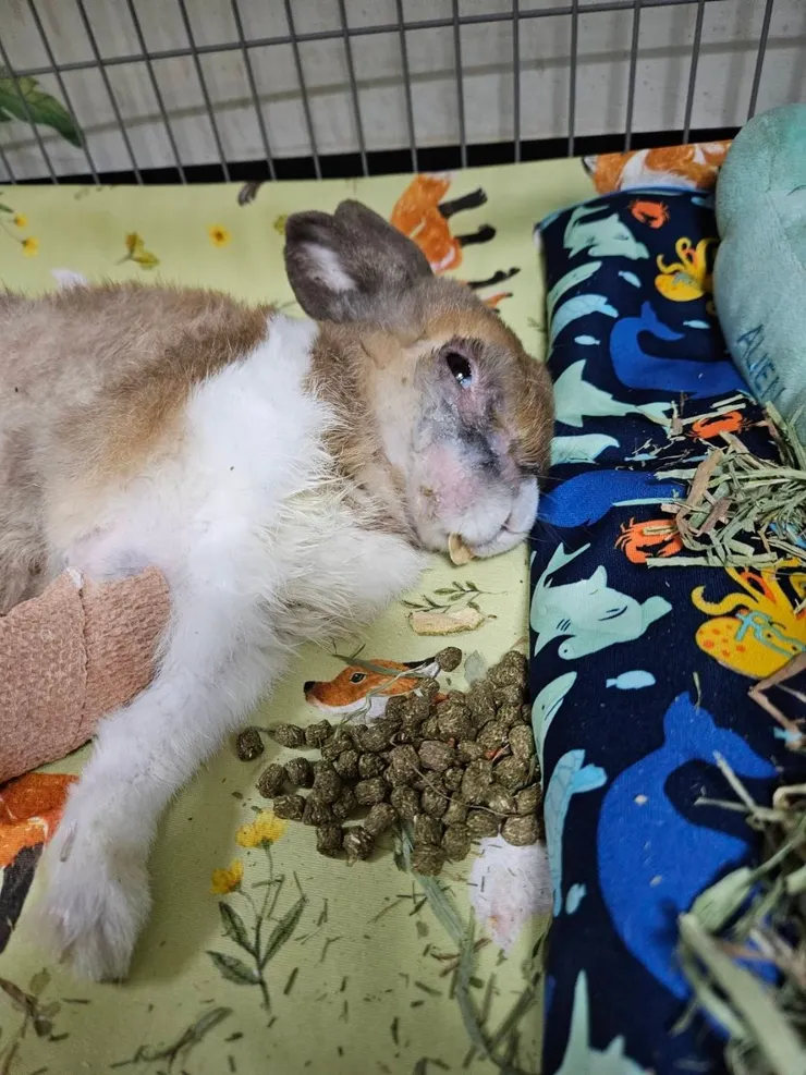 躺著也要吃啦!(眼睛的部分是因為鼻淚管賭塞所以流眼淚才會掉毛了)