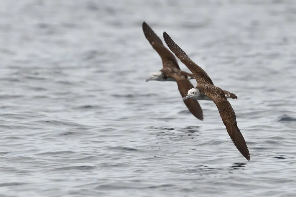 欸！要去哪裡看鳥？