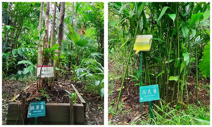 狹葉薑及高良薑