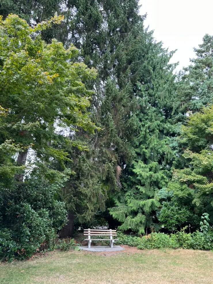 公園的樹都好高啊！