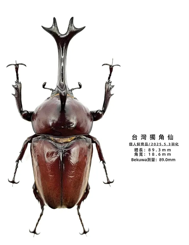 利建宏先生提供